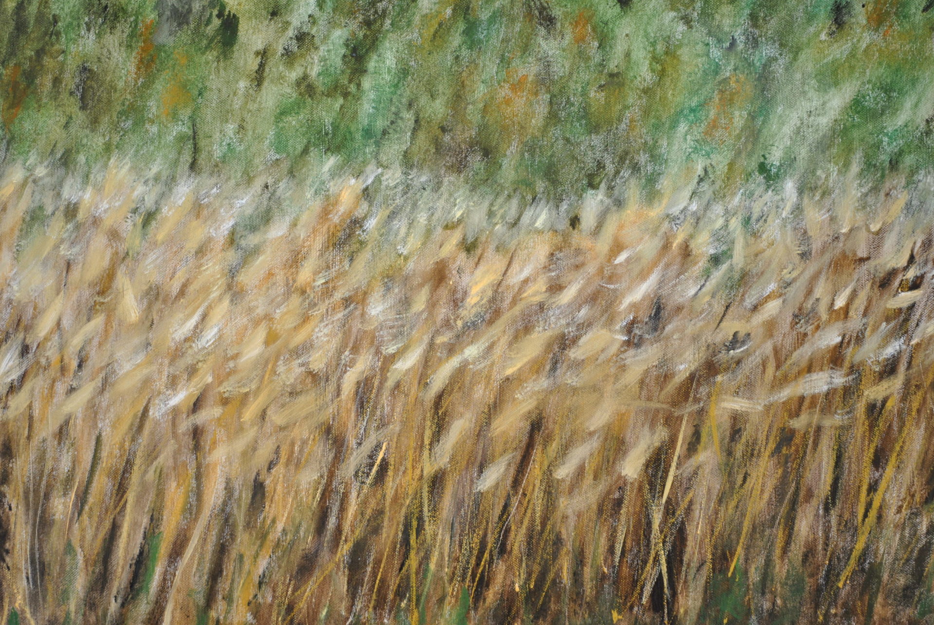 “Triticum”- olio su tela cm 70×50 “Triticum”- olio su tela cm 70×50